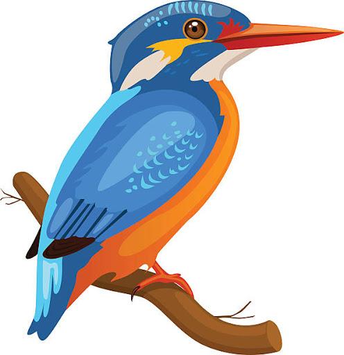 kingfisher.jpg