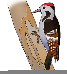 woodpecker.png